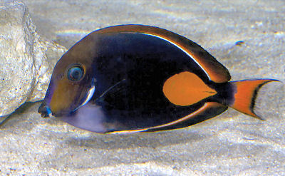 Picture of an Achilles Tang