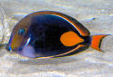 Click for more info on Achilles Tang