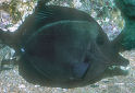 Black Longnose Sailfin Tang