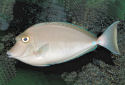 Click for more info on Bluespine Unicornfish