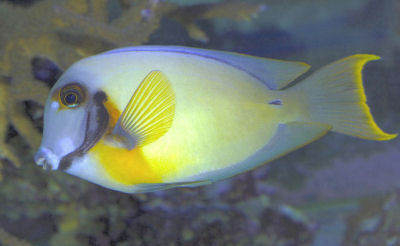 Picture of a Chocolate Tang or Mimic Tang - Acanthurus pyroferus