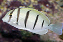 Click for more info on Convict Surgeonfish