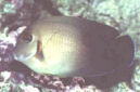 Picture of a Chocolate Tang or Mimic Tang