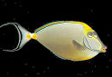 Click for more info on Blonde Naso Tang