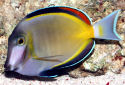 Click for more info on Powder Brown Tang