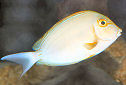 Click for more info on Yellowfin Surgeonfish