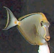 Picture of a 'Blonde' Naso Tang or Indian Orangespine Unicornfish - Naso elegans