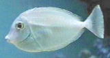 Picture of a juvenile Bluespine Unicornfish or Unicorn Tang