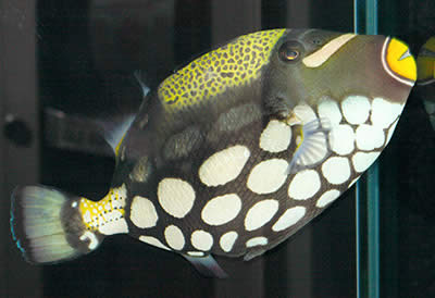 Picture of a Clown Triggerfish