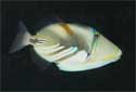 Animal-World info on Picasso Triggerfish
