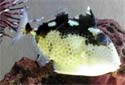 Click for more info on Starry Triggerfish