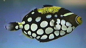 Picture of a Clown Triggerfish or Big-spotted Triggerfish - Balistoides conspicillum