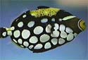 Click for more info on Clown Triggerfish