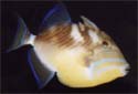Animal-World info on Queen Triggerfish