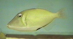 Picture of a Bursa Triggerfish