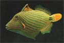 Animal-World info on Undulate Triggerfish