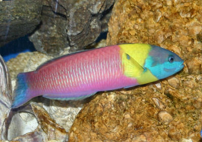 Picture of a Cortez Rainbow Wrasse or Paddlefin Wrasse, Thalassoma lucasanum