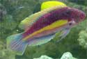 Click to learn about Wrasses
