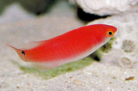 Picture of a female Yellowfin Fairy Wrasse