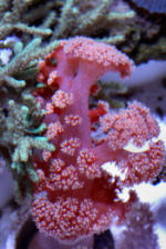 Picture of a Flower Tree Coral, Scleronephthya spp.