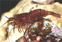 Picture of a Peppermint Shrimp Lysmata wurdemanni 
