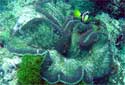 Animal-World info on Adhesive Sea Anemone