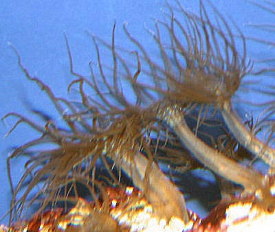 Picture of an Aiptasia known as the Brown Glass Anemone, Aiptasia pallida