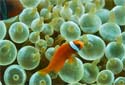 Animal-World info on Bubble Tip Anemone