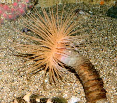 Picture of a Burrowing Tube Anemone