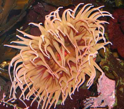 Picture of a Nettle Anemone known as the Fish Eating Anemone, Urticina piscivora