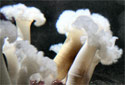Animal-World info on Giant White-Plumed Anemone