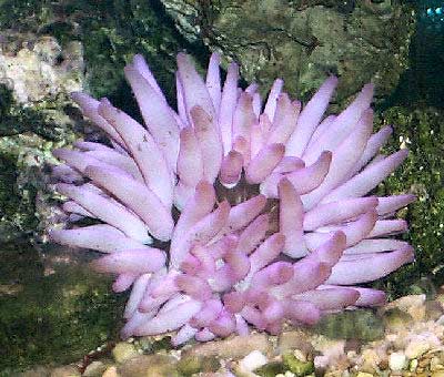 Pink-Tipped Anemone, Condylactis gigantea, also called Florida Pink-Tipped Anemone