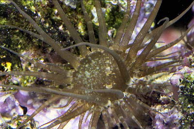 Picture of an Aiptasia known as the Rock Anemone or Trumpet Anemone, Aiptasia mutabilis