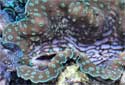 Animal-World info on Gigas Clam - Giant Clam