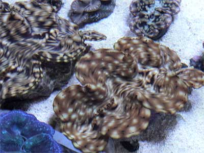 Squamosa Clam, Tridacna squamosa, Fluted Giant Clam, Scaly Clam