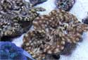 Animal-World info on Squamosa Clams