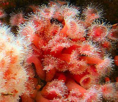 Strawberry Anemone or Club Tipped Anemone, Corynactis californica, also called California Sea Anemone