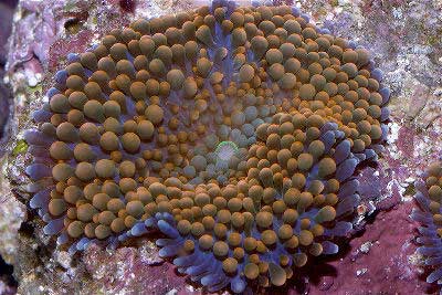 Florida False Coral, Ricordea, False Coral, Florida Corallimorpharian, or Stubby Anemone, Ricordea florida