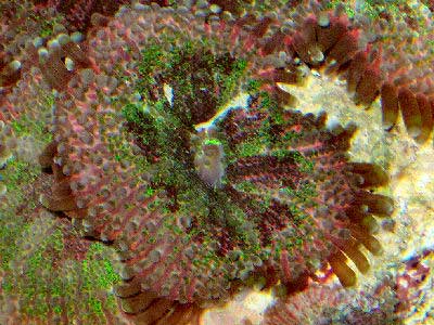Knobby False Coral, Watermelon Coral, Ricordea Mushroom Coral, Yuma Pacific Ricordea Coral, or Stubby Anemone, Ricordea yuma
