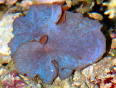 Metallic Blue Mushroom, Purple mushroom, Blue mushroom, or Metallic Mushroom Coral, Actinodiscus coerulea