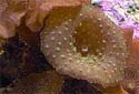 Click for more info on Speckled Mushroom