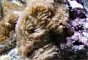 Animal-World info on Encrusting Gorgonian