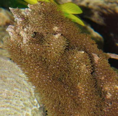 Pacific Encrusting Gorgonian, Briareum stechei