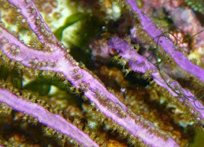 Purple Sea Blade Pterogorgia anceps, Angular Sea Whip, Purple Ribbon Gorgonian