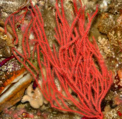 Red Gorgonian Leptogorgia chilensis, Family Gorgoniidae