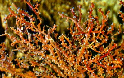 Splendid Knotted Fan Coral Acabaria splendens, Types of Gorgonians