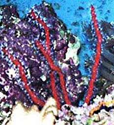 Red Finger Gorgonian Diodogorgia nodulifera, Colorful Sea Rod