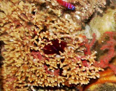California Hydrocoral, Stylaster californicus, Lace Coral