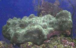 Encrusting Fire Coral, Millepora Sp., Box Fire Coral