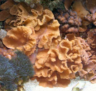 Cabbage Leather Coral Lobophytum crassum also known as Rabbit Ear Leather Coral, Flower Coral, and Lobed Leather Coral